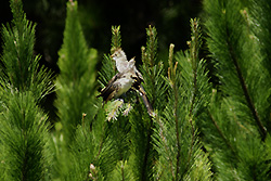 Guira Cuckoo